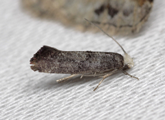 Swammerdamia pyrella