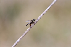 Bibio femoralis