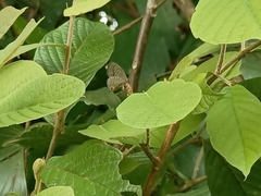 Jamides alecto ageladas