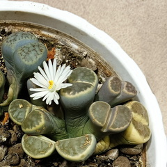 Lithops karasmontana