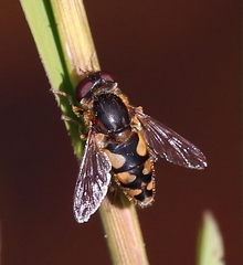 Parhelophilus rex