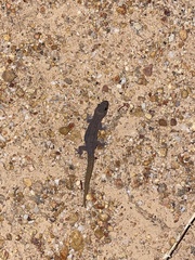 Crenadactylus ocellatus