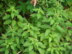Ocimum gratissimum