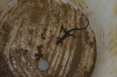 Aspidoscelis hyperythrus beldingi