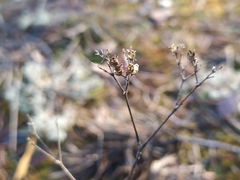 Gypsophila fastigiata