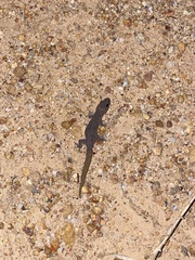 Crenadactylus ocellatus