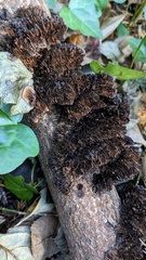 Daedaleopsis tricolor