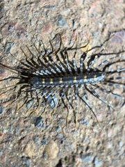 Scutigeromorpha