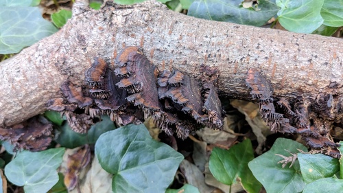 Daedaleopsis tricolor