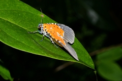 Peridrome orbicularis