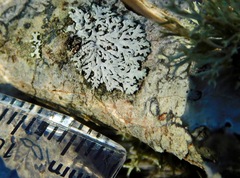 Physconia subpallida