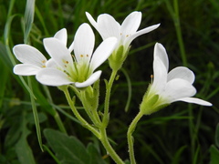 Saxifraga granulata