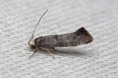 Swammerdamia pyrella