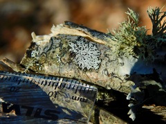 Physconia subpallida