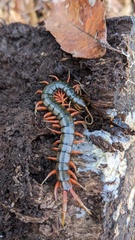 Scolopendra japonica