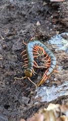 Scolopendra japonica