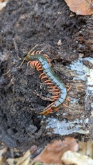 Scolopendra japonica