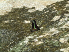 Graphium sarpedon nipponum