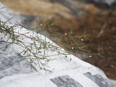Scleromitrion brachypodum