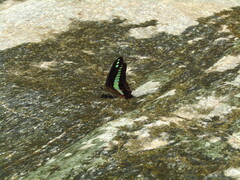 Graphium sarpedon nipponum
