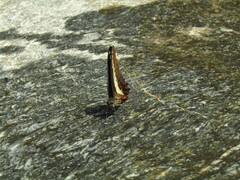 Graphium sarpedon nipponum