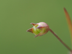Scleromitrion brachypodum