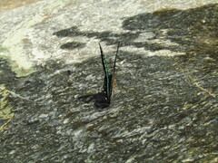 Graphium sarpedon nipponum