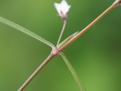 Scleromitrion brachypodum