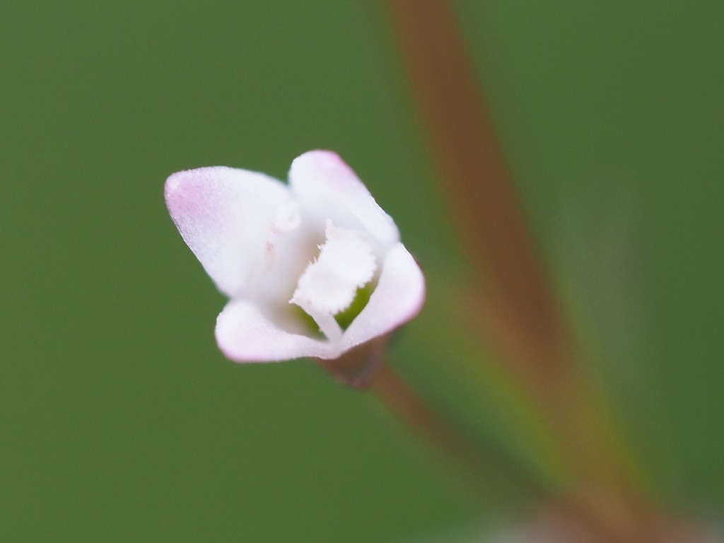 Scleromitrion brachypodum (Scleromitrion brachypodum)