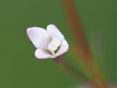 Scleromitrion brachypodum