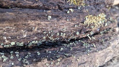 Chlorosplenium chlora