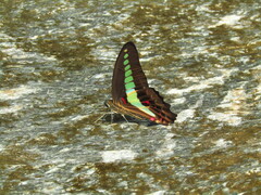 Graphium sarpedon nipponum