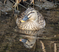 Anas platyrhynchos × zonorhyncha