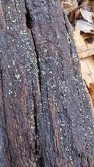 Chlorosplenium chlora