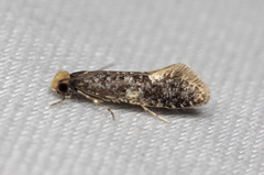 Monopis weaverella