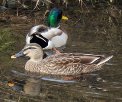 Anas platyrhynchos × zonorhyncha