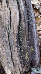 Chlorosplenium chlora