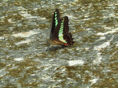 Graphium sarpedon nipponum