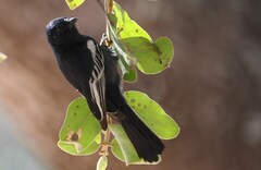 Melaniparus niger ravidus