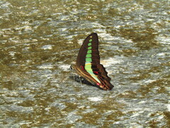 Graphium sarpedon nipponum