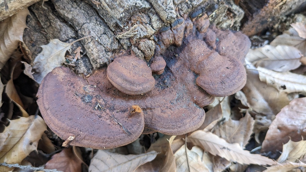 Fuscoporia gilva · December 2022 · photo: © atsushi_nakajima_cirque (iNaturalist, cc-by)