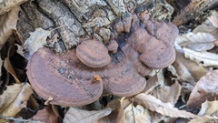 Fuscoporia gilva