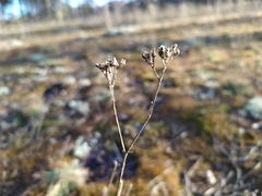 Gypsophila fastigiata