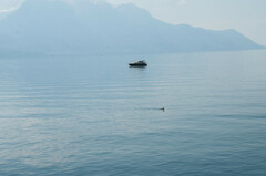 Anas platyrhynchos platyrhynchos