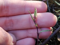Gypsophila fastigiata
