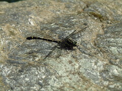 Sieboldius albardae