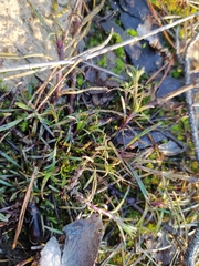 Gypsophila fastigiata
