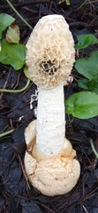 Phallus impudicus togatus