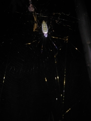 Trichonephila clavipes