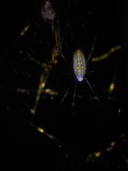 Trichonephila clavipes